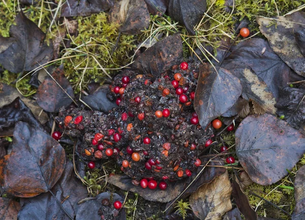 Sonbaharda kızılcıklı ayı dışkısı yığını. — Stok fotoğraf