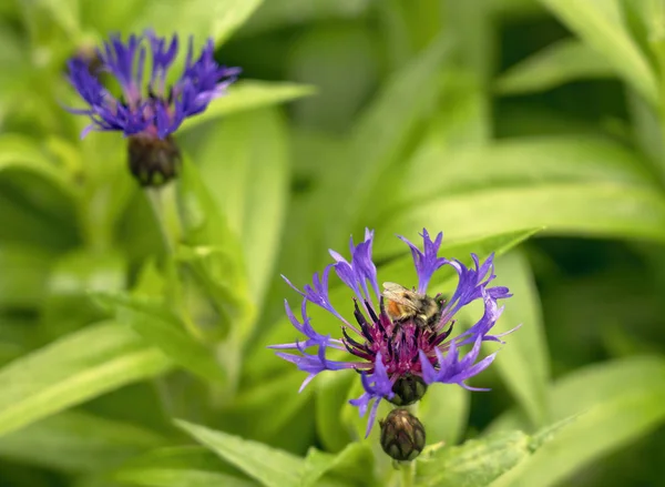 Abelha em uma flor de botão de solteiro — Fotografia de Stock