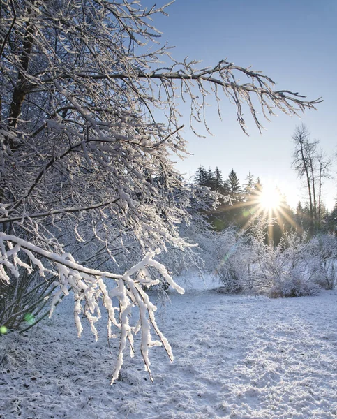 Neve com sunburst no Alasca — Fotografia de Stock