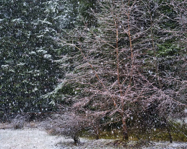 Pierwszy śnieg na skraju lasu — Zdjęcie stockowe