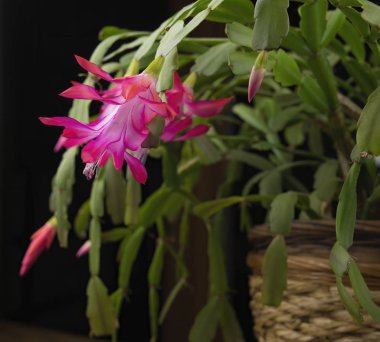 Noel Kaktüsü çiçek açtı