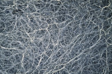 Brettanomyces mayası hızla büyüyor