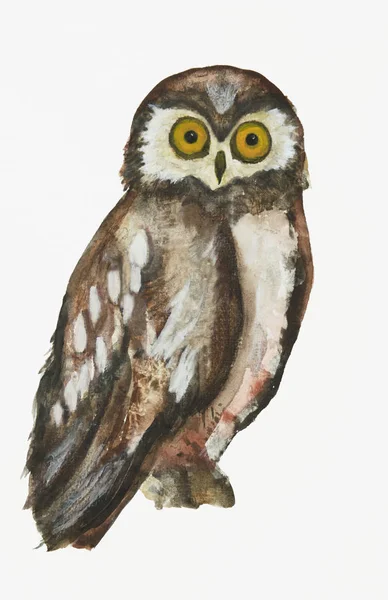 Owl in watercolors