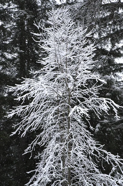 Arbre couvert de neige en noir et blanc — Photo