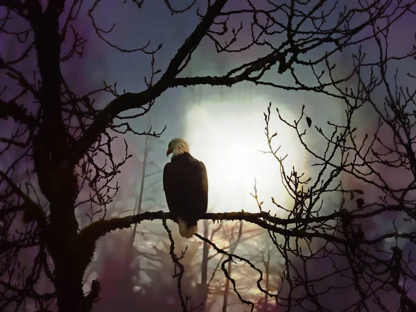 Eagle on a tree branch at night with aurora moon glow — Stock Photo, Image