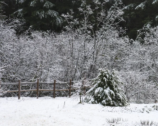 田舎の庭の雪 — ストック写真