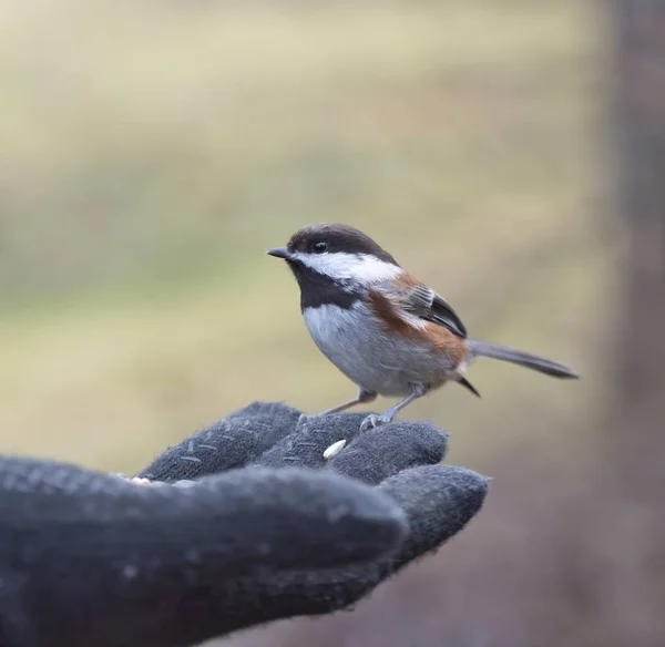 Handfeeding castanha-suportado galinha — Fotografia de Stock