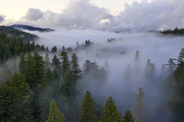 森林空中的雾气 — 图库照片