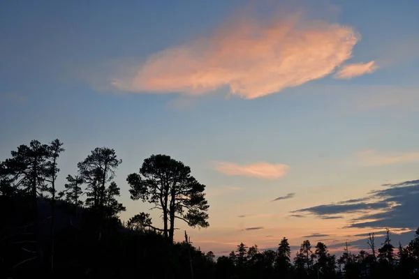 Silhouettes d'arbres au coucher du soleil — Photo