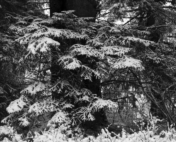 Neve em grandes árvores de abeto no inverno — Fotografia de Stock