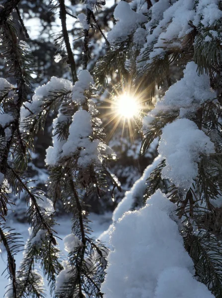 Sun rays through a snowy spruce tree in winter — Stock Photo, Image