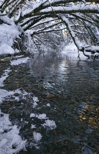 Aliso arqueado sobre un río en invierno — Foto de Stock