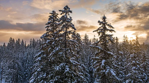 在冬季森林日落 — 图库照片