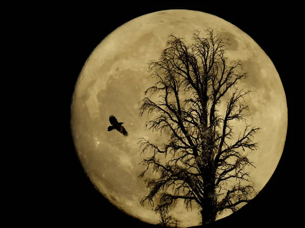 Corvo e árvore silhueta por uma lua cheia — Fotografia de Stock