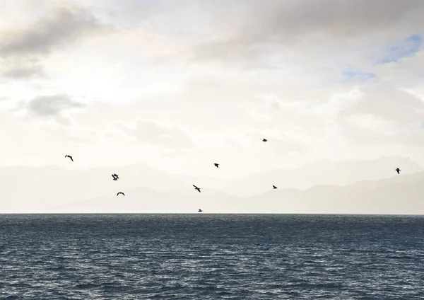 Möwenschwärme über dem Meer — Stockfoto