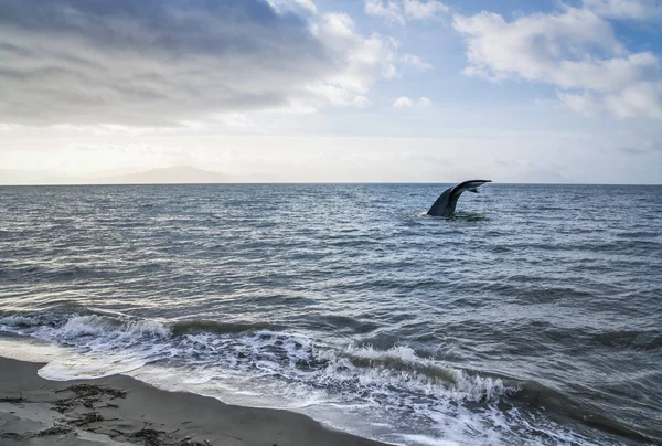 Knölval Svans Fluke Från Ocean Strand Med Moln Och Blå — Stockfoto