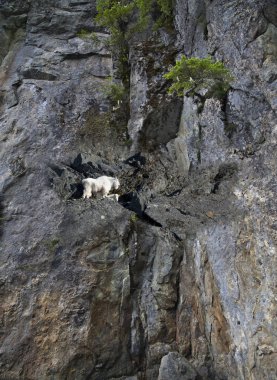 Güneydoğu Alaska 'da dik bir tepede küçük bir bebeğin yanında duran dağ keçisi..