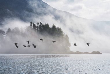 Flock of geese flying by a fog covered island in Southeast Alaska. clipart