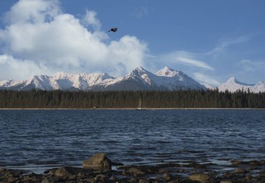 Kartal, kışın güneydoğu Alaska 'daki Glacier Körfezi Ulusal Parkı yakınlarındaki Bartlett Koyu açıklığında karla kaplı dağlarla birlikte arka planda bir balıkçı teknesiyle uçuyor..