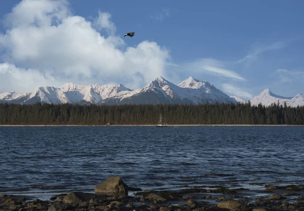 Örnen Flyger Över Öppningen Till Bartlett Cove Nära Glacier Bay — Stockfoto