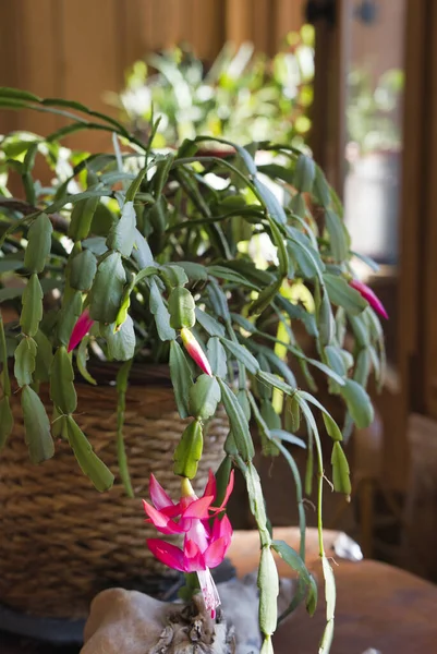 Krásná Vánoční Kaktusová Kytka Růžovými Květy Uvnitř Obývacího Pokoje Okny — Stock fotografie