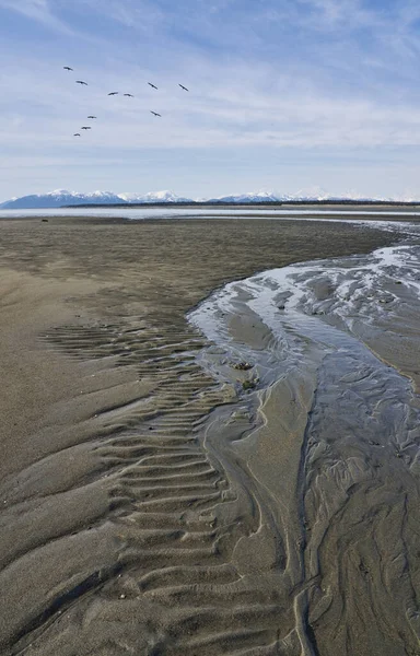 Flock Sandhill Cranes Flying Beach Low Tide Sand Patterns Southeast — Stock Photo, Image