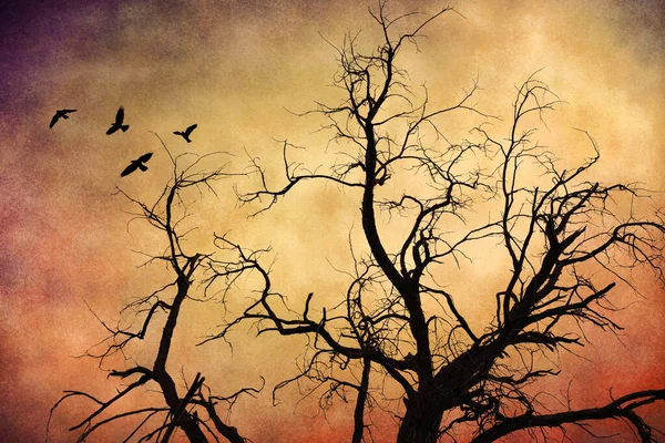 Bare Silhuett Träd Med Flock Korpar Mot Strukturerad Solnedgång Himlen — Stockfoto