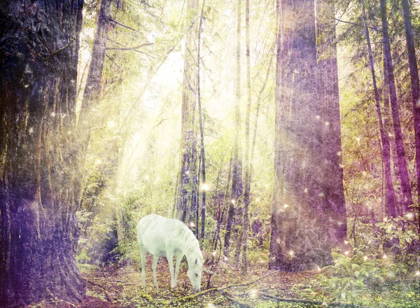 Sun Rays Coming California Redwood Forest Unicorn Grazing Textures Fairy Stock Photo