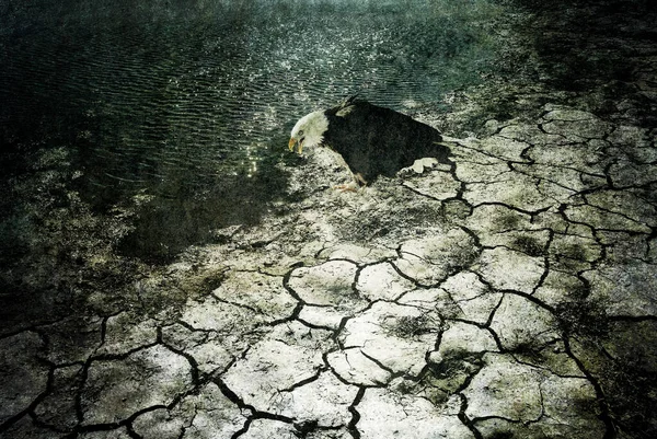 芸術的なテクスチャの外観を持つ池によって乾燥した地球上に座ってワシ — ストック写真