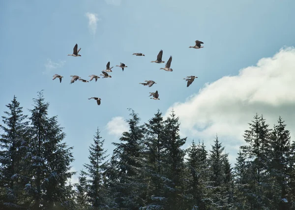 青空のアラスカ南東部のトウヒとヘムロックの森を飛ぶガチョウの群れ — ストック写真