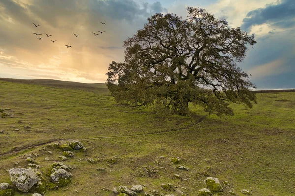 Grande Quercia Campo Rurale Tramonto Con Uno Stormo Uccelli — Foto Stock