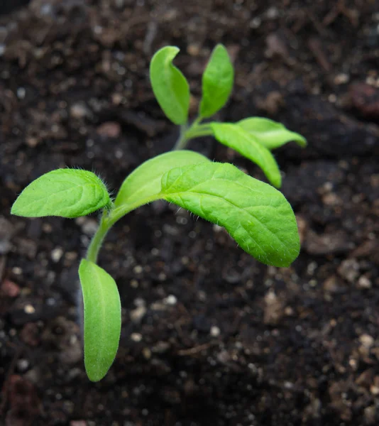 Small Plant Seedling Close Potting Soil — Stock Photo, Image