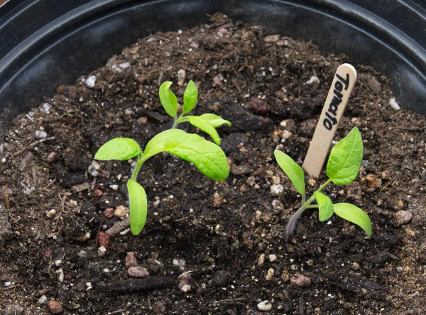 Small Tomato Plants Started Seed Spring Planting Season — Stock Photo, Image