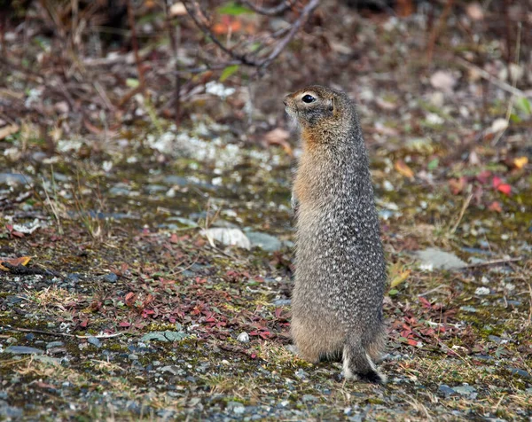 夏にカナダに立つかわいい地上リス — ストック写真