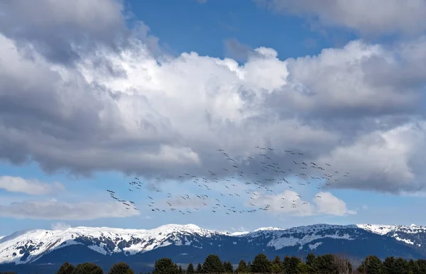 今年春天 大群雪雁在阿拉斯加古斯塔夫斯附近的群山上空飞舞 云雾密布 — 图库照片