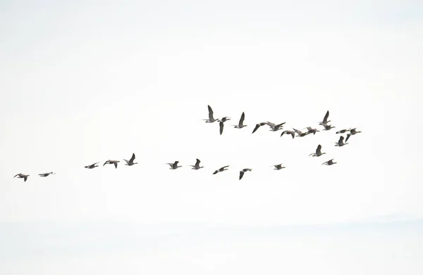 Manada Gansos Nieve Volando Sobre Blanco Sudeste Alaska —  Fotos de Stock