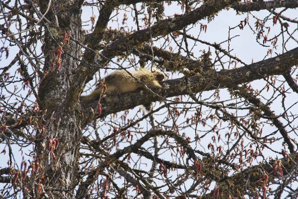 春に猫を食べた後 東南アラスカのコットンウッドの木の上で枝の上で寝ているポルカピン — ストック写真