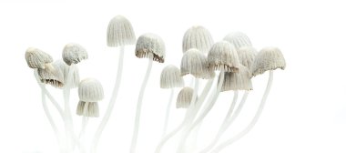 Psychedelic mushrooms (Psilocybe  mexicana) clipart