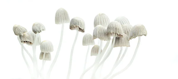 Cogumelos psicodélicos (Psilocybe mexicana ) — Fotografia de Stock