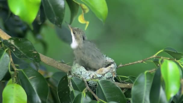 Baby hummingbird getting ready for the first flight — Stock Video