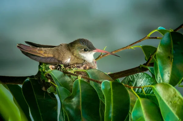 Hummingbird inbäddat tålmodigt — Stockfoto