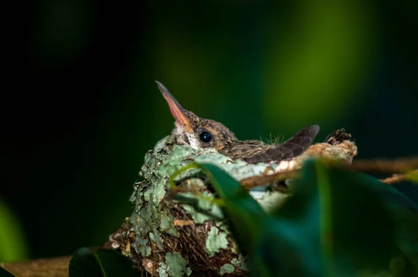 Baby hummingbird fortfarande i boet — Stockfoto