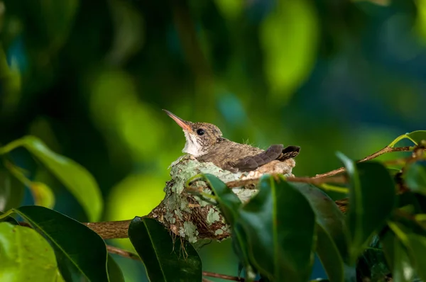 Baby hummingbird fortfarande i boet — Stockfoto