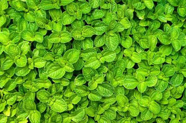 Mint plant wall background — Stock Photo, Image