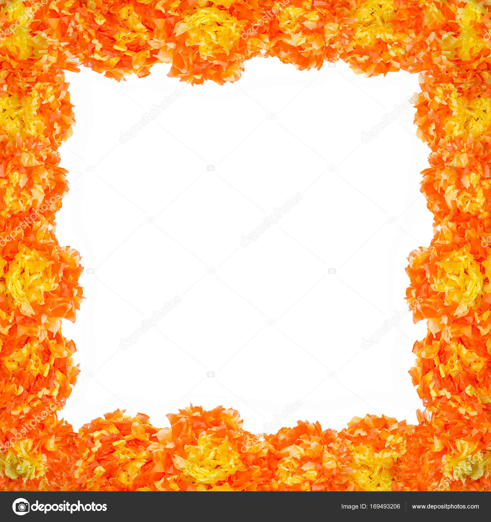Day Of The Dead Cempasuchil Flowers Frame Stock Photo Agcuesta1 Cempasuchil Flower Frame Tagetes Erecta Mexican Of The Day Dead