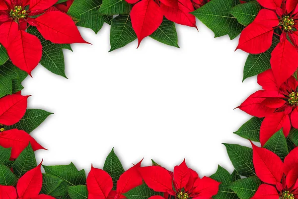 Poinsettia flower frame — Stock Photo, Image