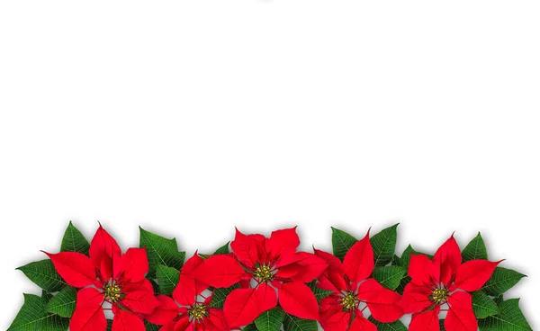 Poinsettia flower wreath — Stock Photo, Image