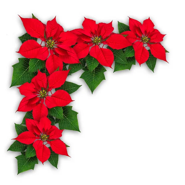 Poinsettia bloemen Kerstdecoratie — Stockfoto