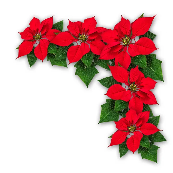 Poinsettia bloemen Kerstdecoratie — Stockfoto