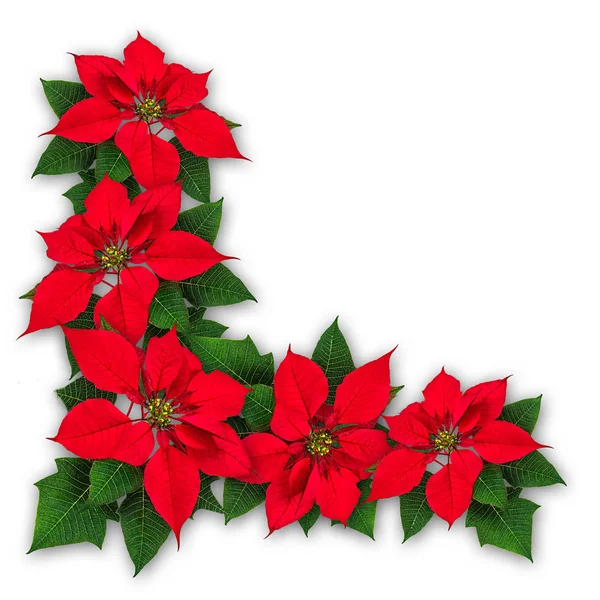 Poinsettia bloemen Kerstdecoratie — Stockfoto